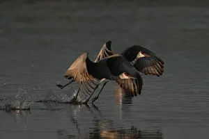 Lift: Sandhill Cranes