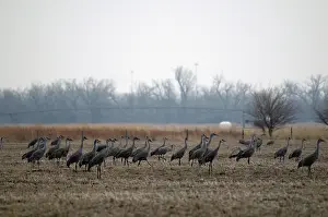 Nebraskan: Sandhill Cranes