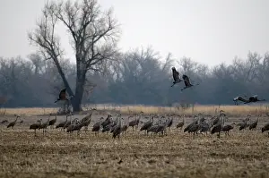 Nebraskan: Sandhill Cranes