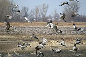 Nebraskan: Sandhill Cranes