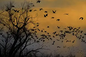 Nebraskan: Sandhill Cranes