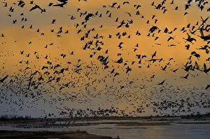 Nebraskan: Sandhill Cranes
