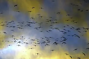 Nebraskan: Sandhill Cranes