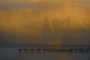 Nebraskan: Sandhill Cranes
