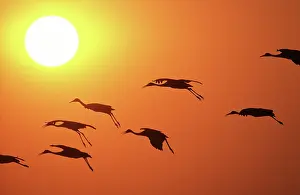 Inspiring: Sandhill Cranes
