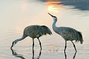Tabida: Sandhill Cranes