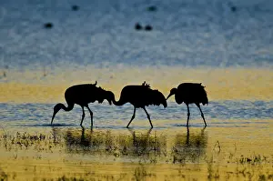 Tabida: Sandhill Cranes