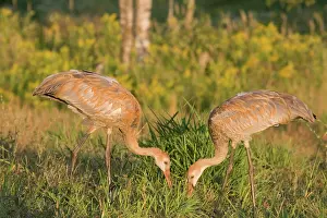 Backwards: Sandhill Cranes