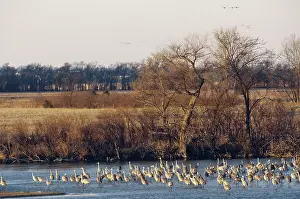 Nebraska: Sandhill Cranes