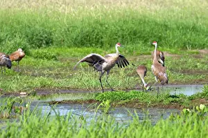 Bonding: Sandhill Cranes
