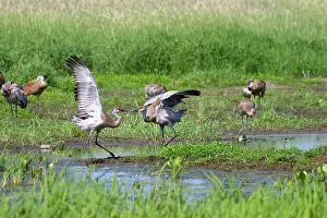 Bonding: Sandhill Cranes