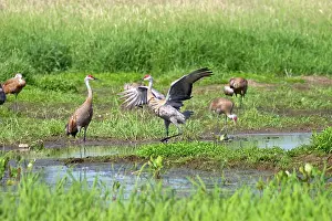 Bonding: Sandhill Cranes