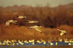 Lifting: Sandhill Cranes