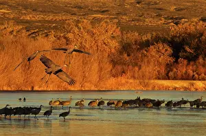 Lifting: Sandhill Cranes
