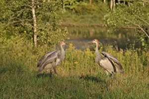 Backwards: Sandhill Cranes