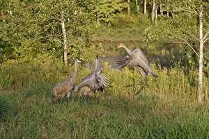Backwards: Sandhill Cranes