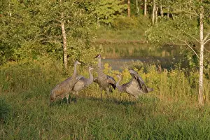 Backwards: Sandhill Cranes