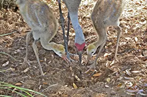 Gruidae: Sandhill Cranes