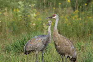 Cranes: Sandhill Cranes