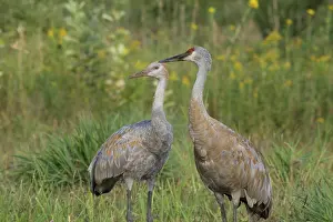 Cranes: Sandhill Cranes