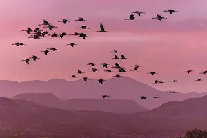 Cranes: Sandhill cranes, Antigone canadensis, in flight