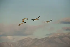 Gruidae: Sandhill Cranes in Flight