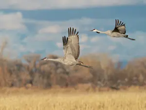 Crane: Sandhill cranes in flight, Bernardo Waterfowl Management