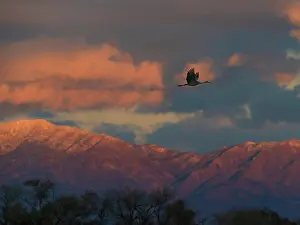 Crane: Sandhill cranes in flight coming in to roost at sunset