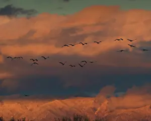 Crane: Sandhill cranes in flight coming in to roost at sunset