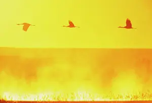 Gris: Sandhill Cranes - in flight at dawn