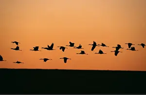 Cranes: SANDHILL CRANES - in flight at dawn, leaving roost