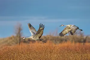 Beige: Sandhill cranes in flight formation. Bosque del Apache