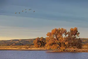 Beige: Sandhill cranes in flight formation. Bosque del Apache