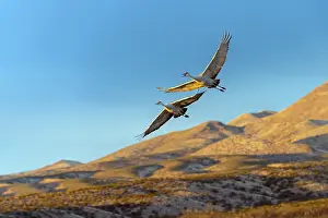 Beige: Sandhill cranes in flight formation. Bosque del Apache