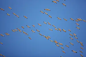 Overwintering: Sandhill Cranes - in flight - in Formation - overwintering