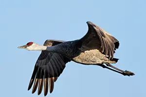 Cranes: Sandhill cranes flying in Nebraska during spring