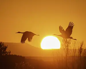 Crane: Sandhill cranes flying by the sun at sunrise, Bosque del