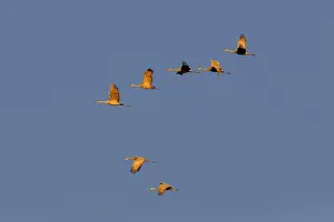 Cranes: Sandhill cranes flying at sunrise. Bosque del Apache