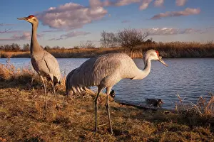 George: Sandhill cranes, George C. Reifel Migratory