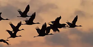 William: Sandhill cranes (Grus canadensis) flying