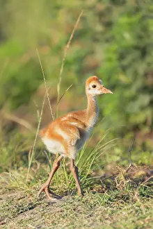 Sandhill: Sandhill Cranes, Grus canadensis in March.Adults and young c