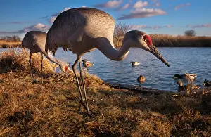 George: Sandhill cranes and mallard ducks, George