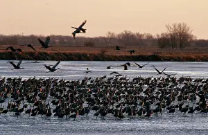 Nebraska: Sandhill Cranes in Nebraska