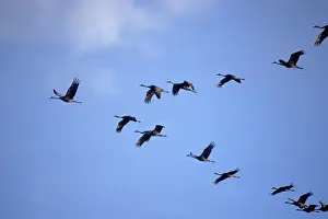 Fifteen: Sandhill Cranes in Nebraska