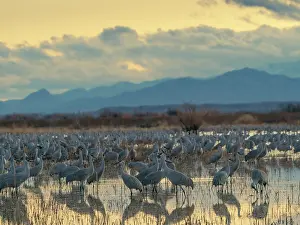 Crane: Sandhill cranes roost at sunrise, Bernardo Wildlife Area