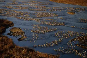 Platte: Sandhill Cranes - roosting along Platte River in