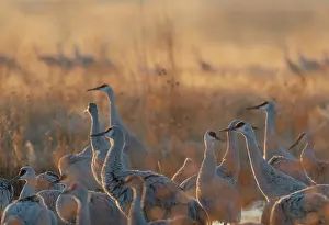Crane: Sandhill cranes roosting pond on a misty sunrise, Bernardo