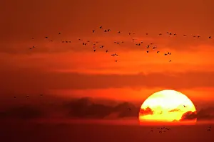 Nebraska: Sandhill cranes silhouetted aginst the setting