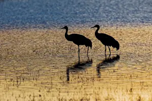 Cranes: Sandhill cranes silhouetted at sunset. Bosque del