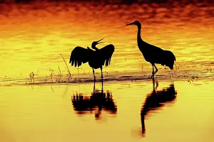Cranes: Sandhill cranes silhouetted at sunset. Bosque del